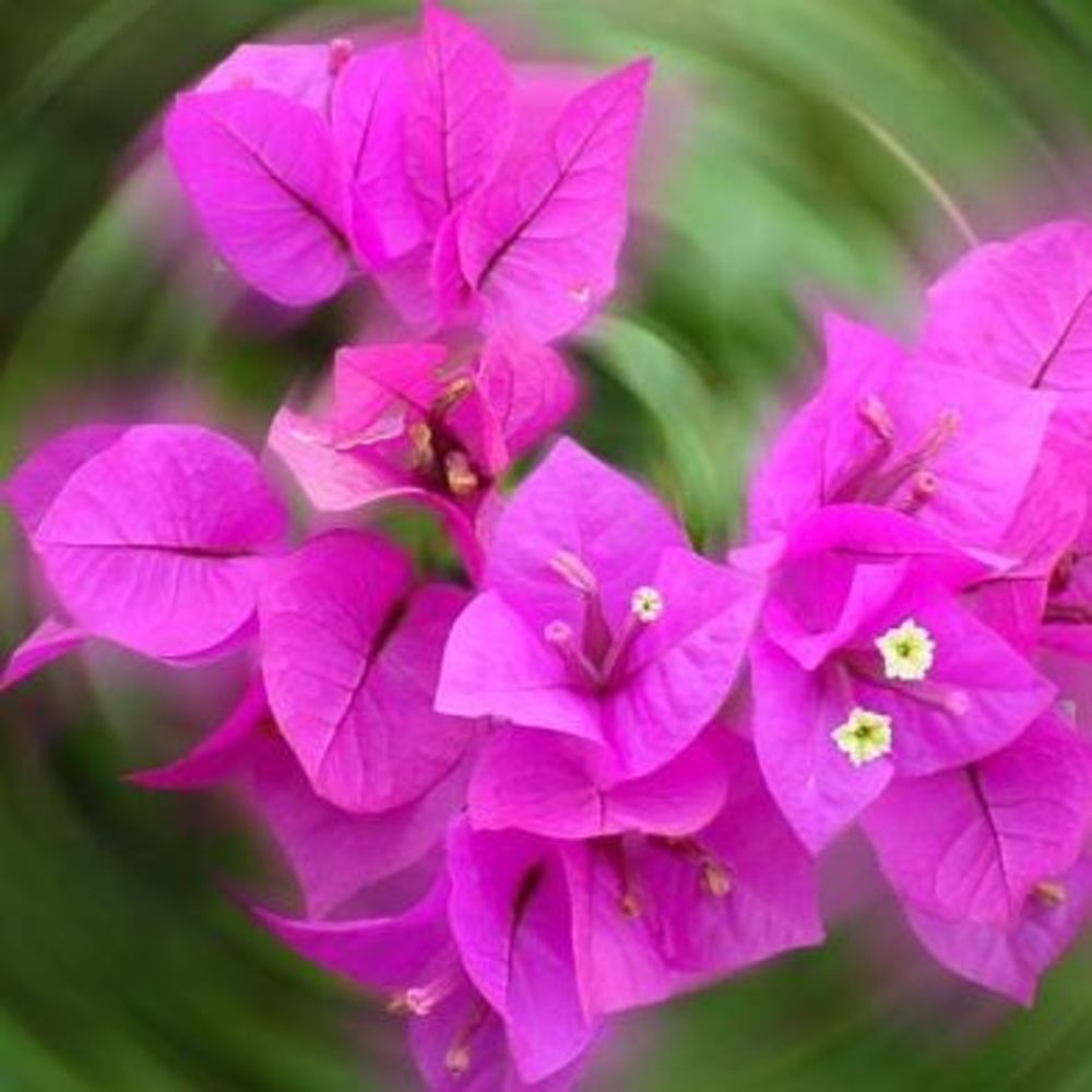 Meet your Posher, Mina